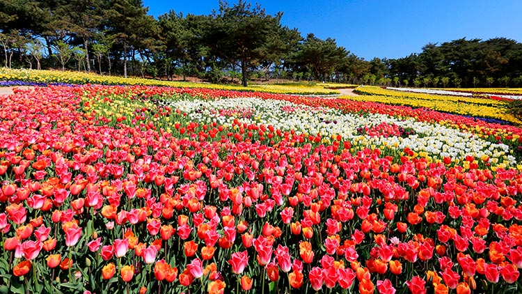 코리아플라워파크